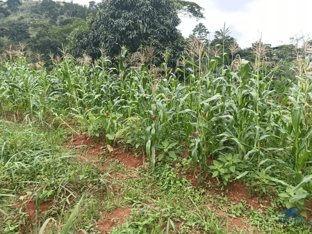 Plot size 1000m2  — photo 2