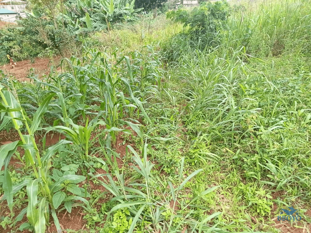 Plot size 1000m2  — photo 3