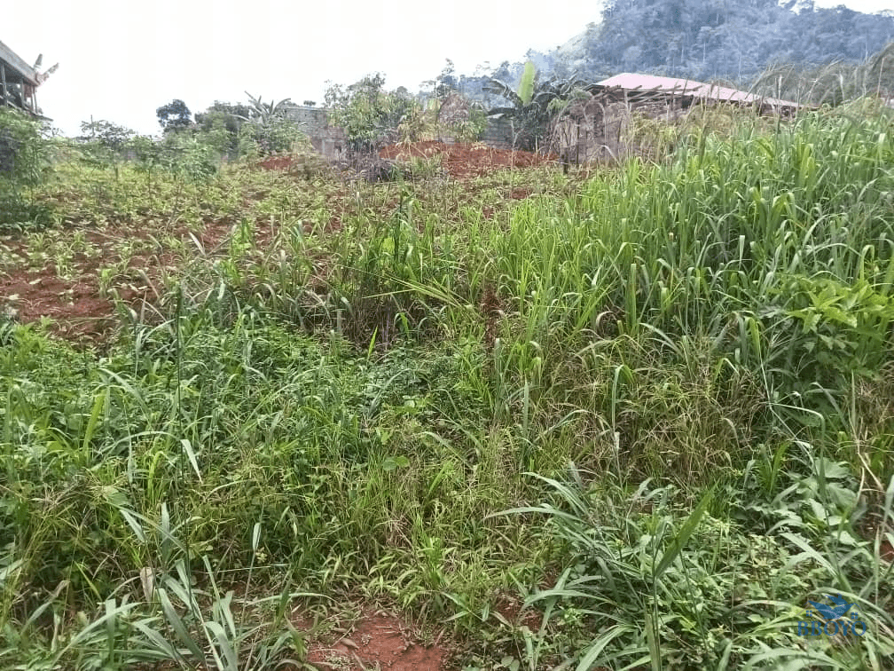 Plot size 1000m2  — photo 7