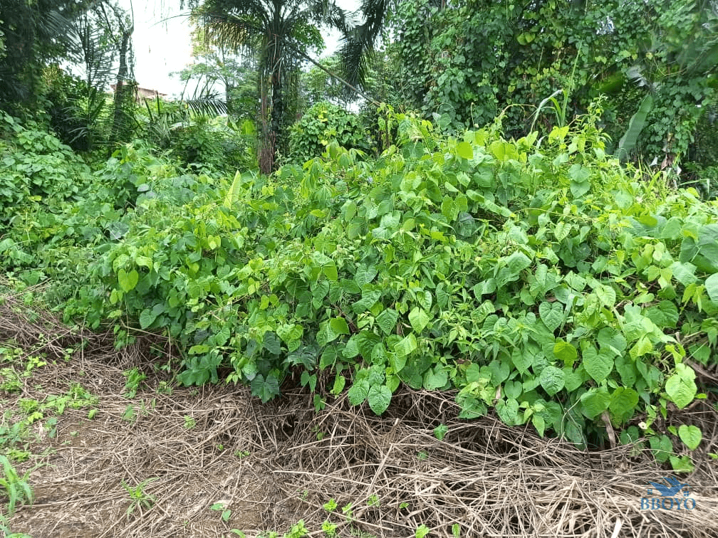 Plot Area, 500m2  — photo 4