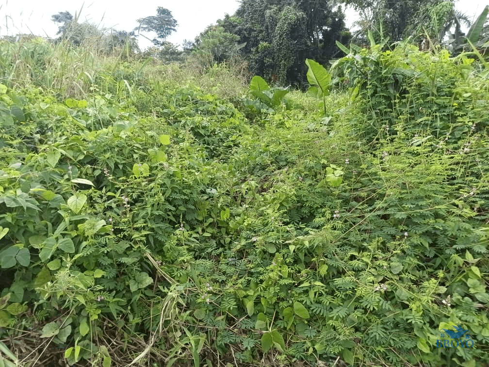 Plot Area, 500m2  — photo 7