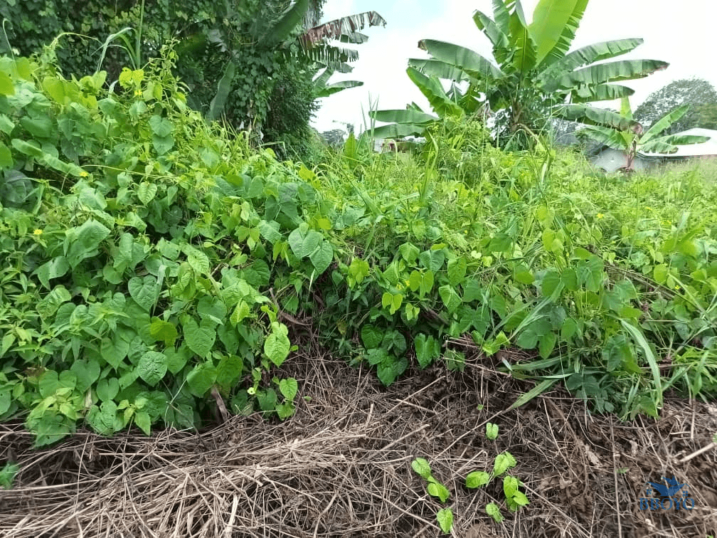Plot Area, 500m2  — photo 2