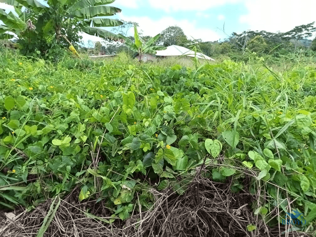Plot Area, 500m2  — photo 6