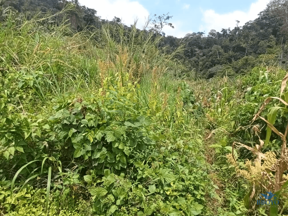 Plot Area, 500m2  — photo 4