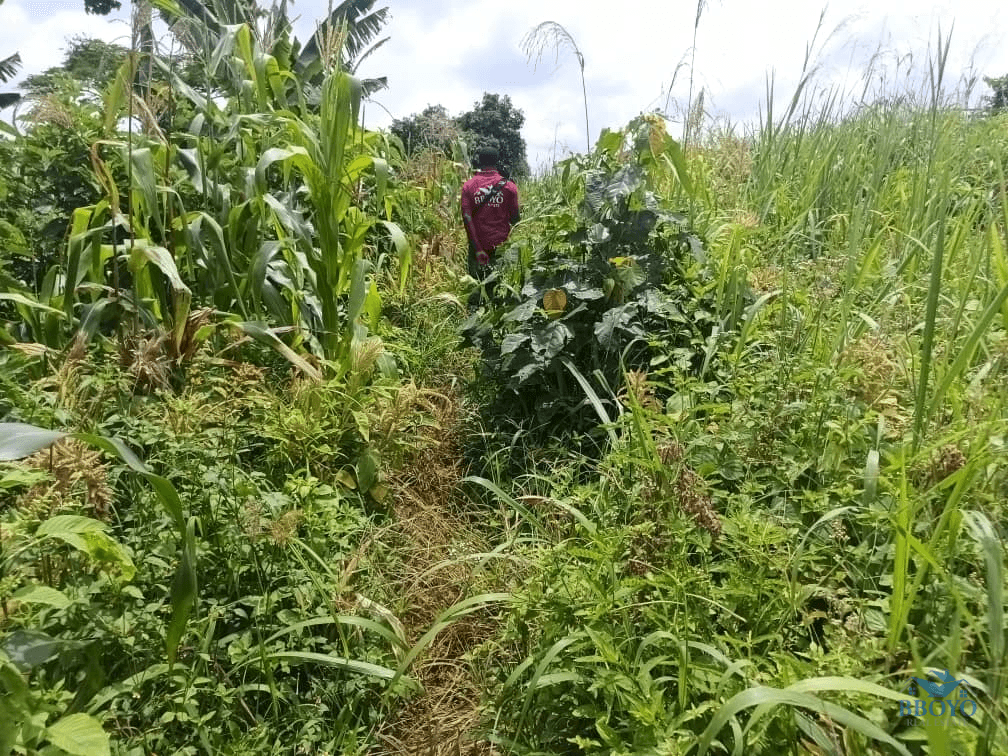 Plot Area, 500m2 