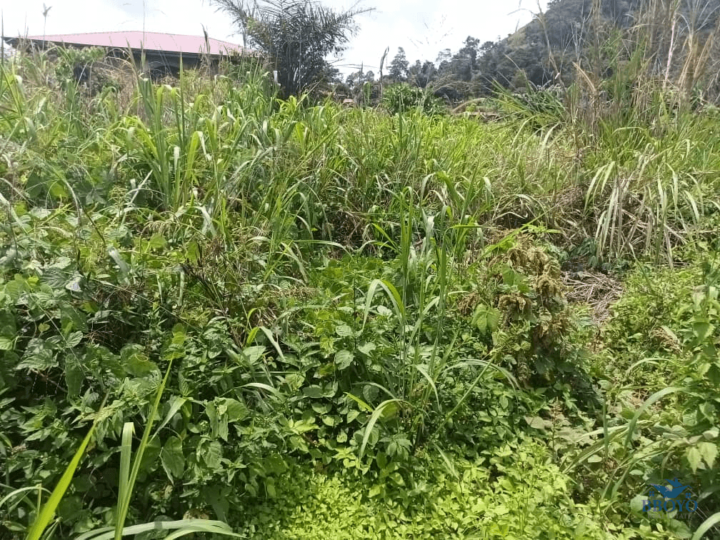 Plot Area, 500m2  — photo 3