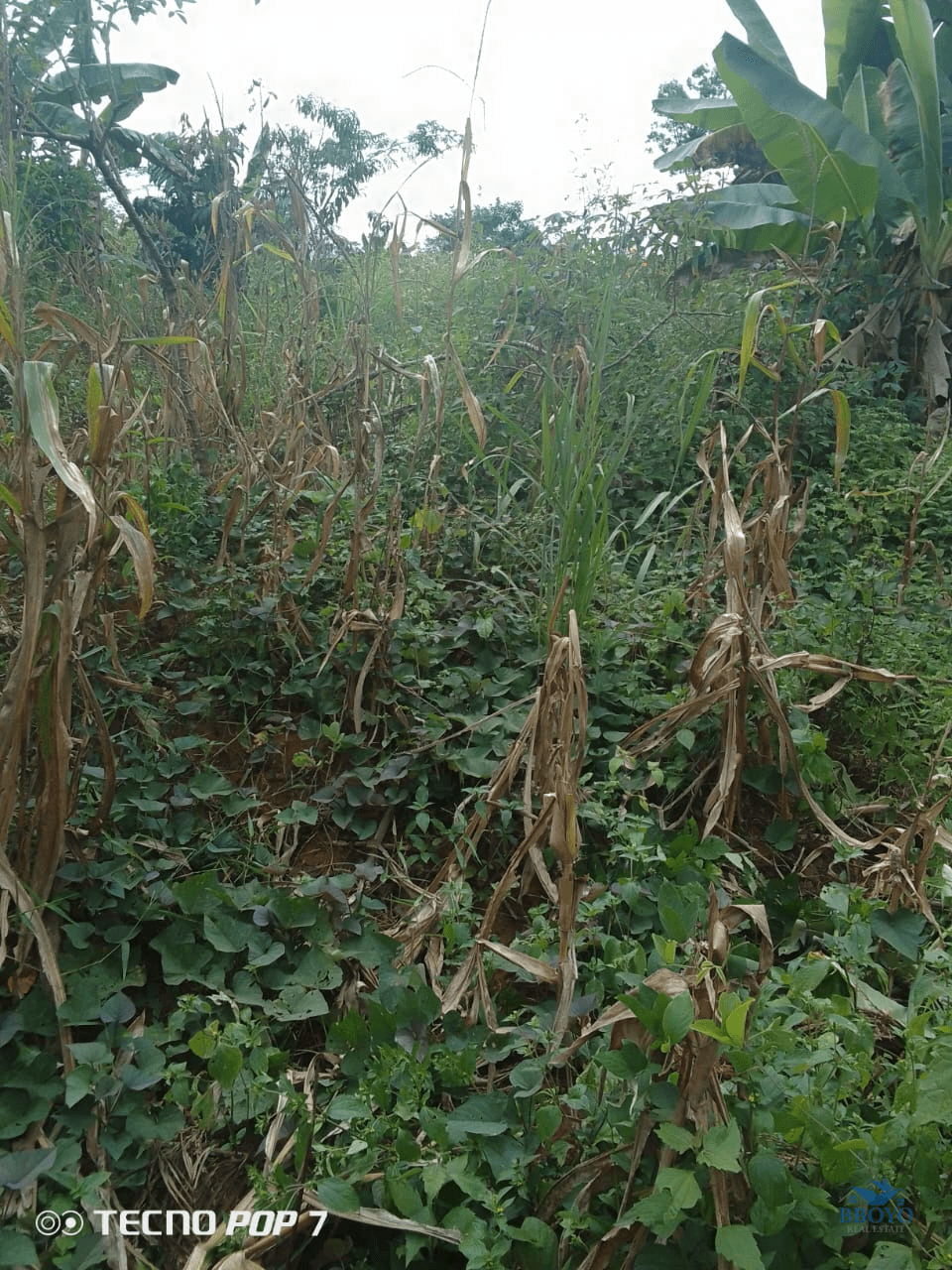 Terrain à vendre mbankomo — photo 6