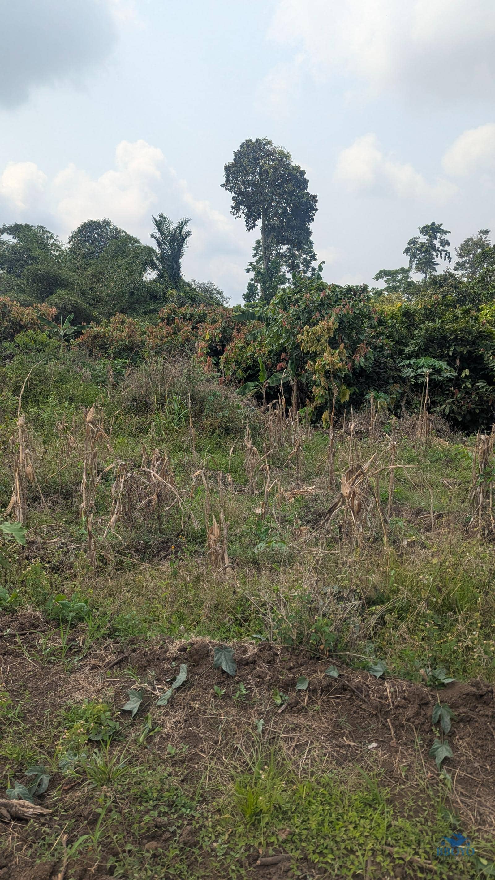 land Property  — photo 4