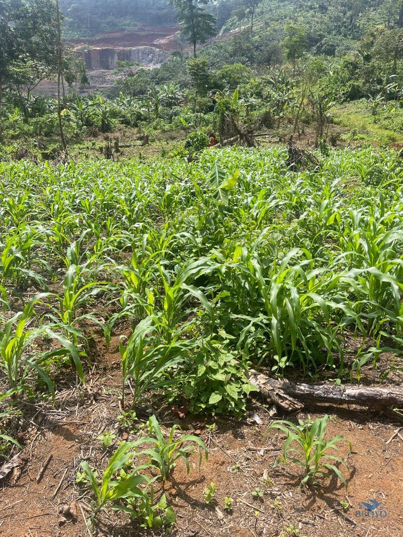 Premium Land for sale in Yaoundé  — photo 4