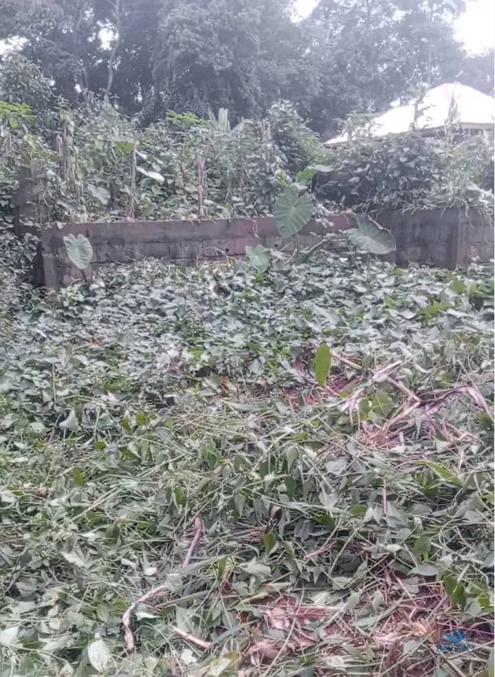 150m² cheap Land on sale in Yaoundé  — photo 4