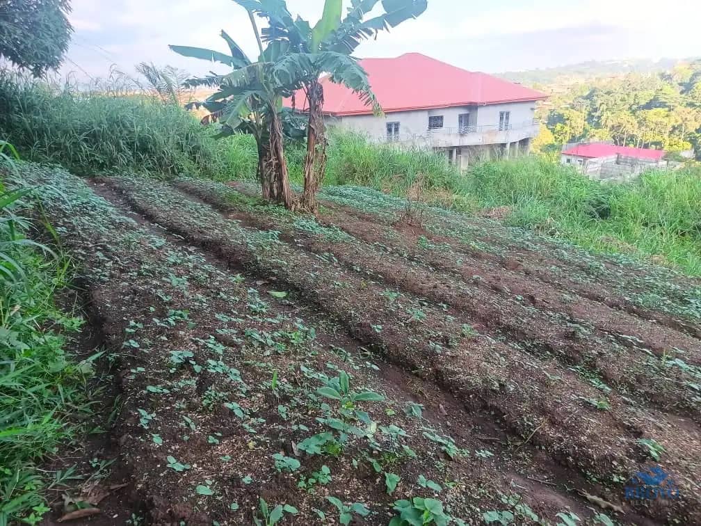 Plot Area, 250m2  — photo 2