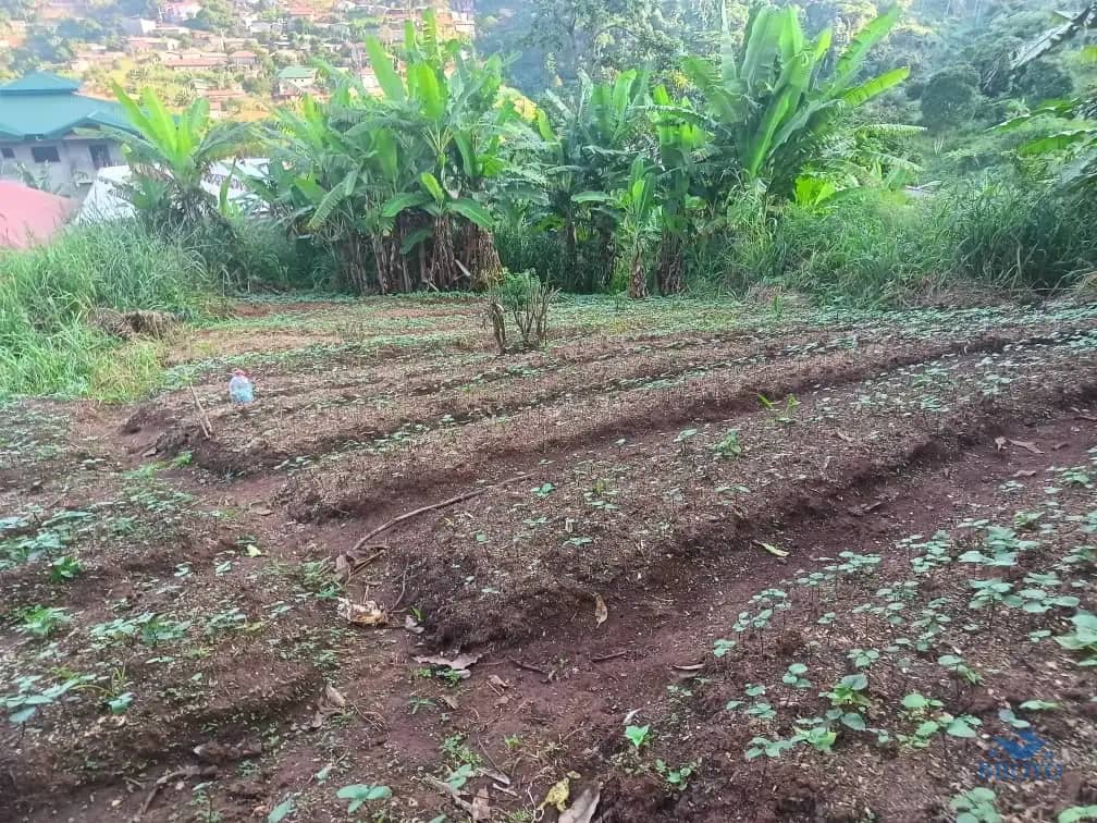 Plot Area, 250m2  — photo 4