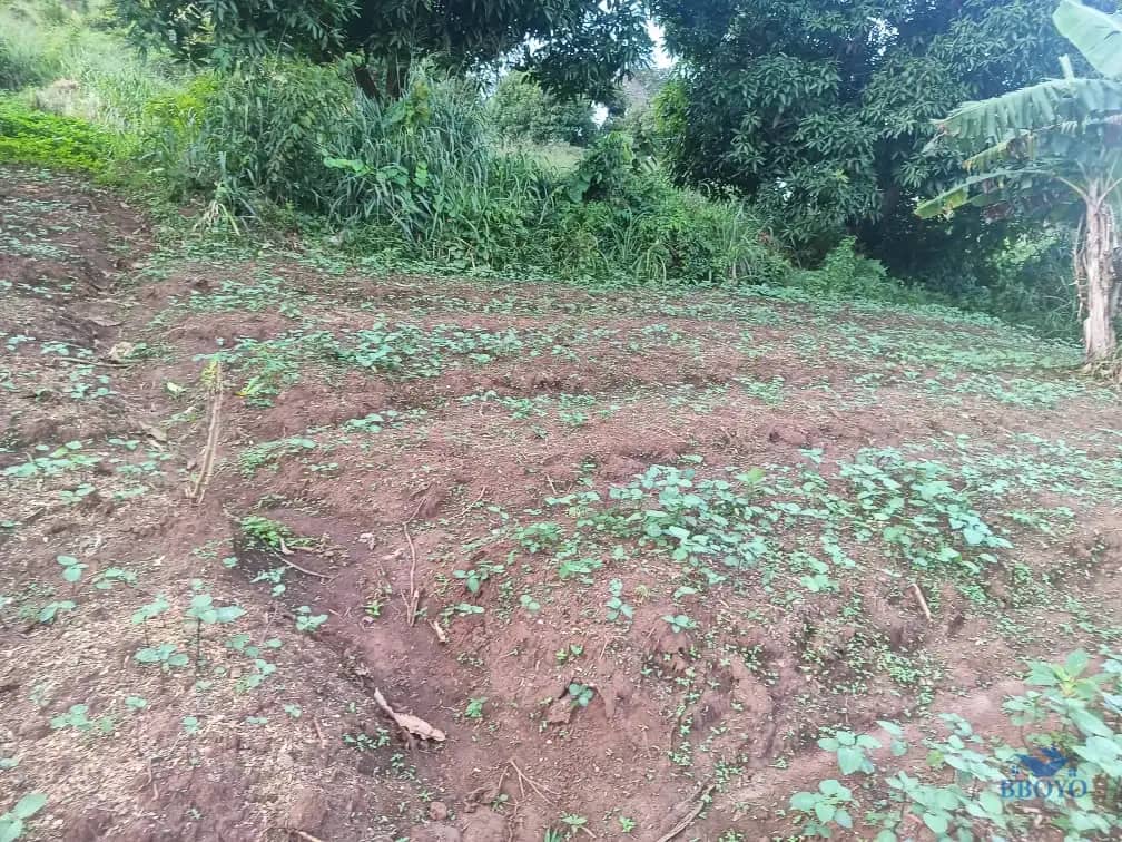 Plot Area, 250m2  — photo 7