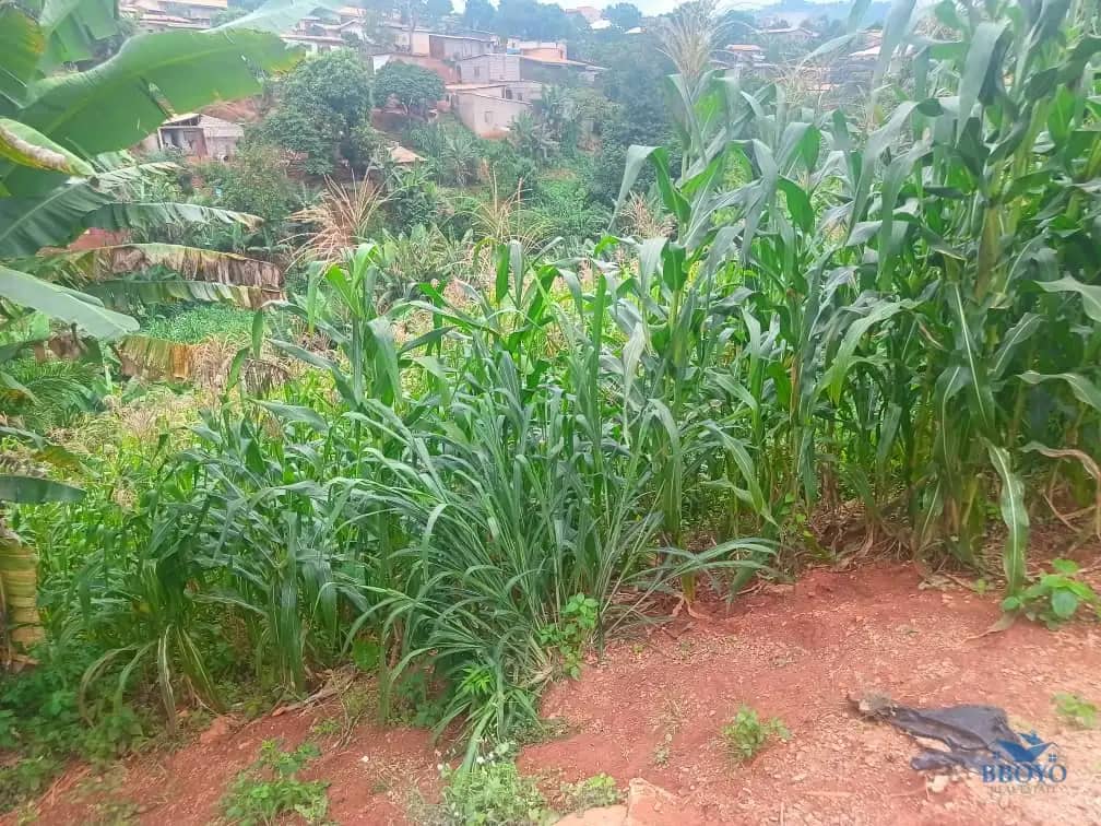 600m2 plot area available  — photo 2