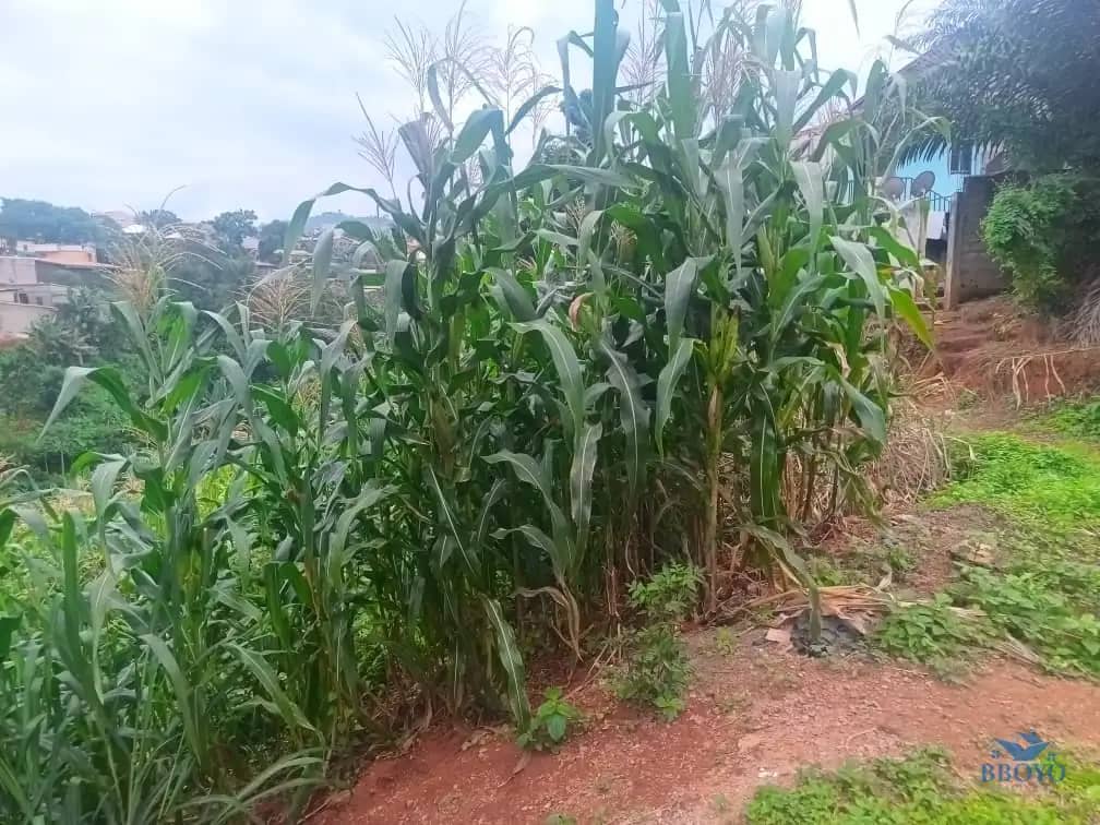 600m2 plot area available  — photo 5