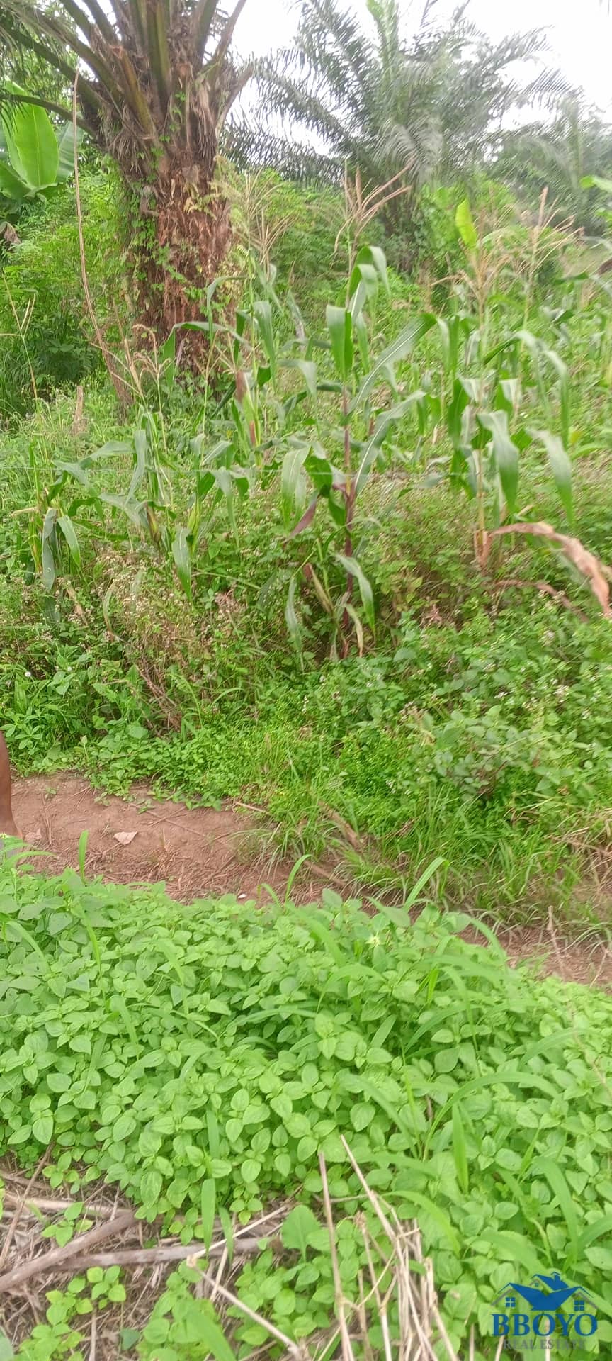 Land for Sale in Limbe, Cameroon — photo 2