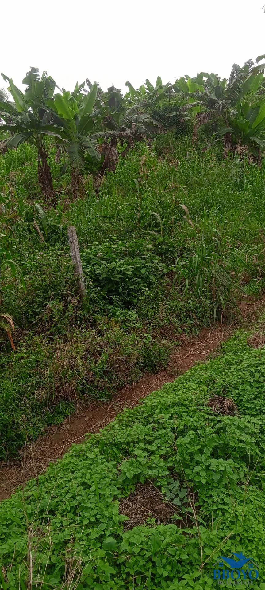 Land for Sale in Limbe, Cameroon — photo 5