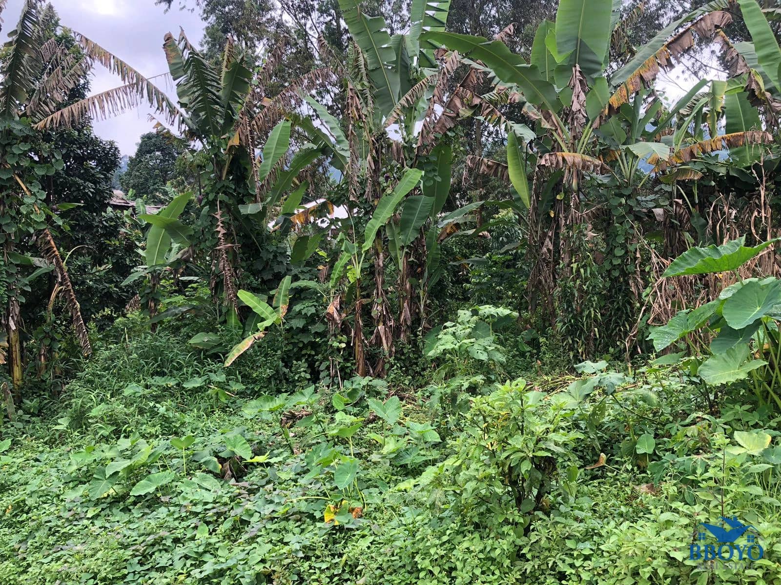 Land — photo 3