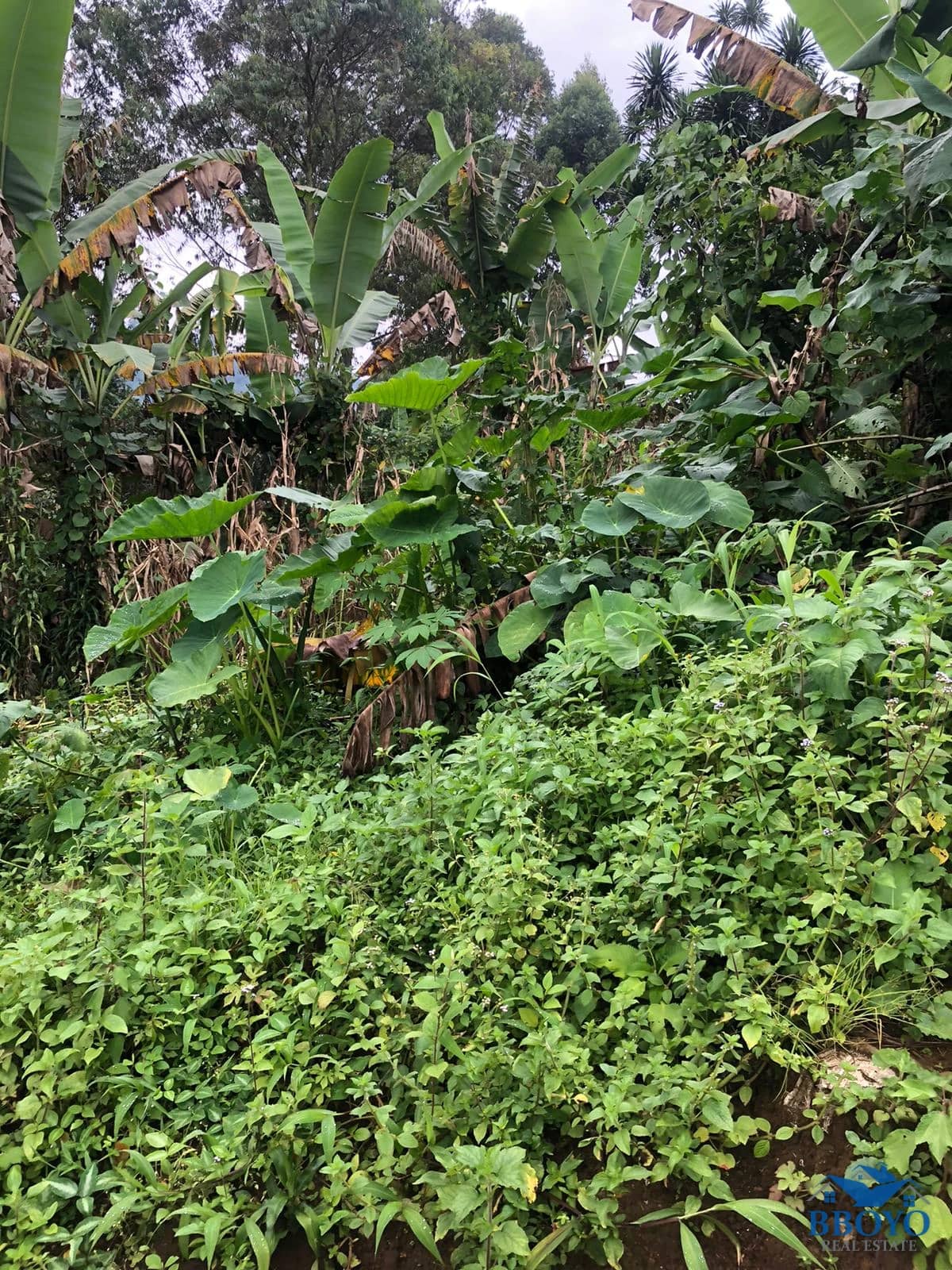 Land — photo 4