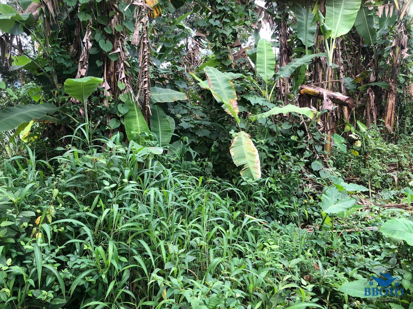 Land — photo 5