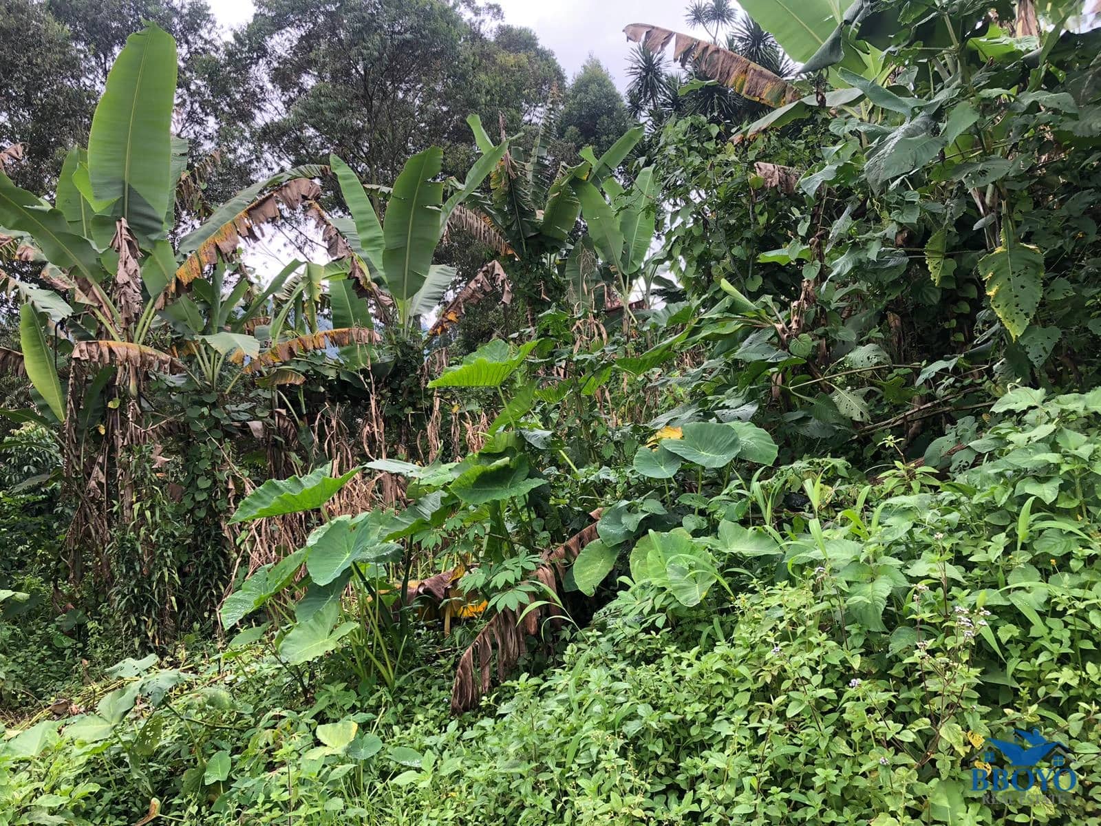 Land — photo 7