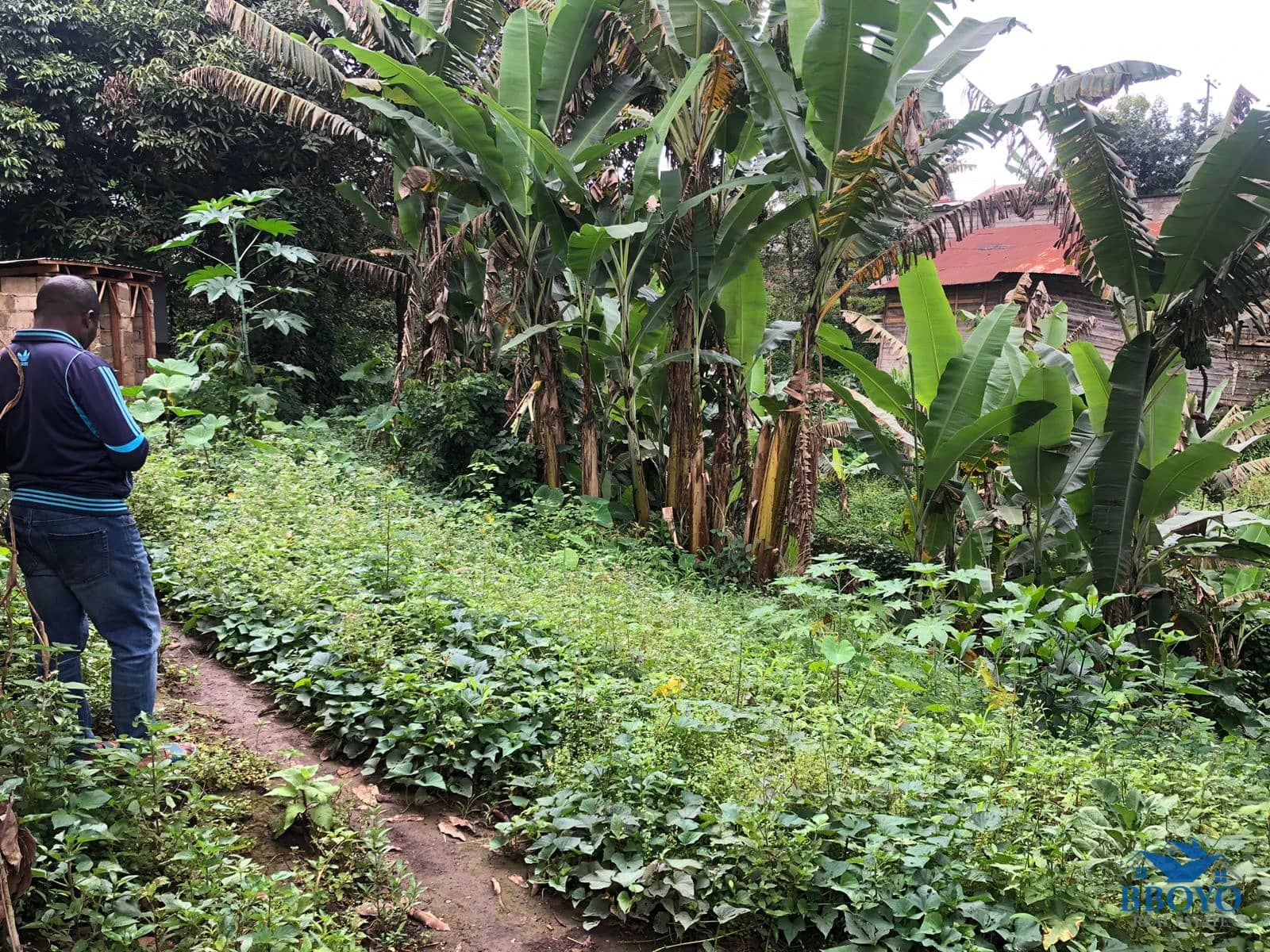 Land — photo 4