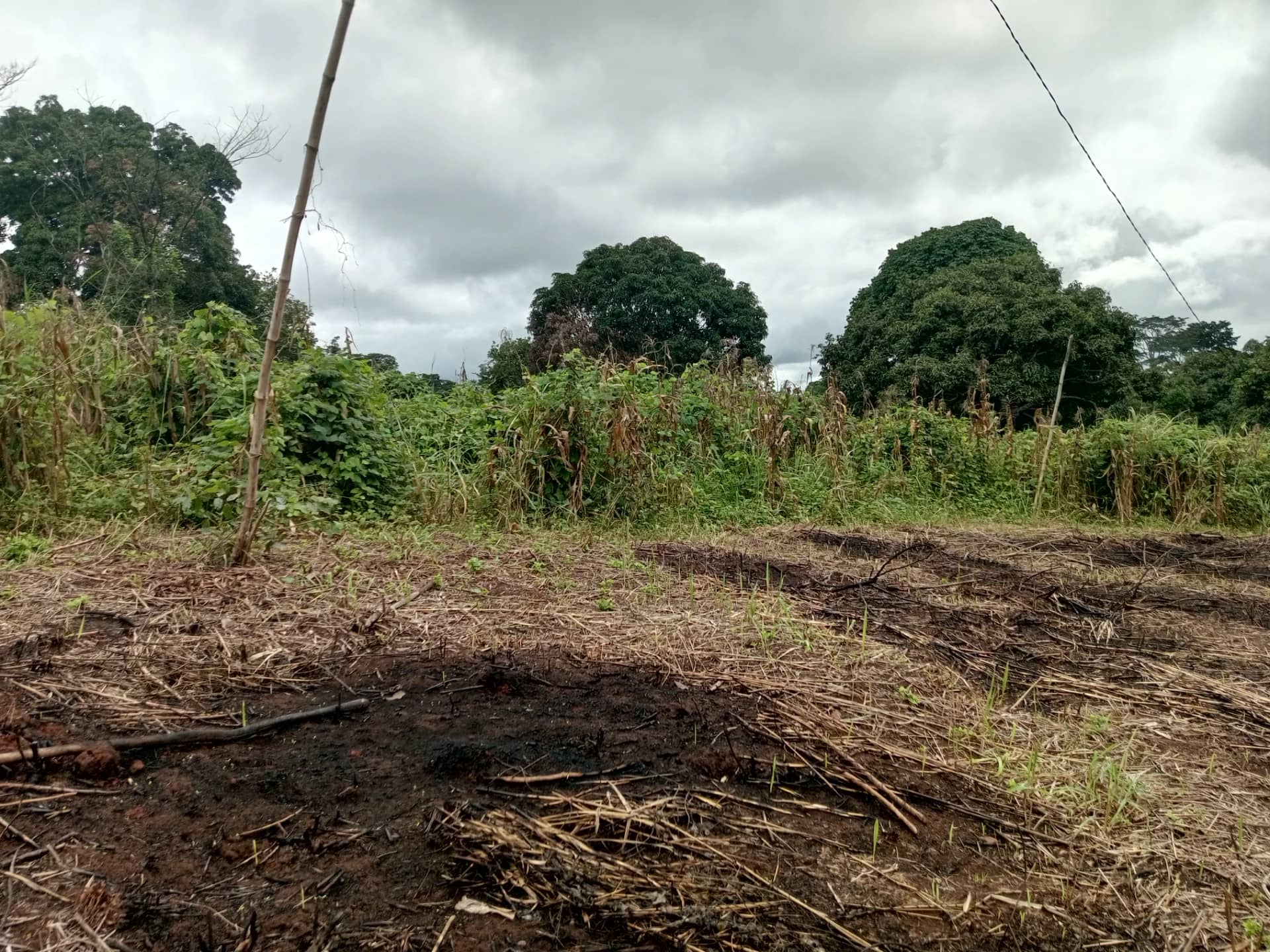 Plot of land to sell at Ezezang (3,356 meter square) — photo 4