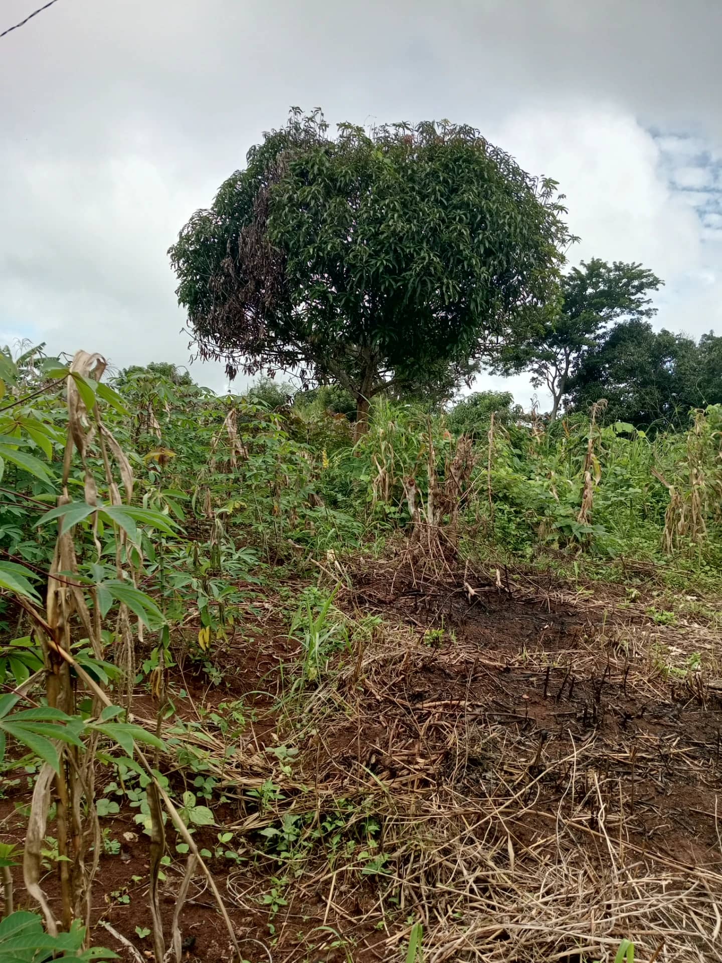 Plot of land to sell at Ezezang (3,356 meter square) — photo 2