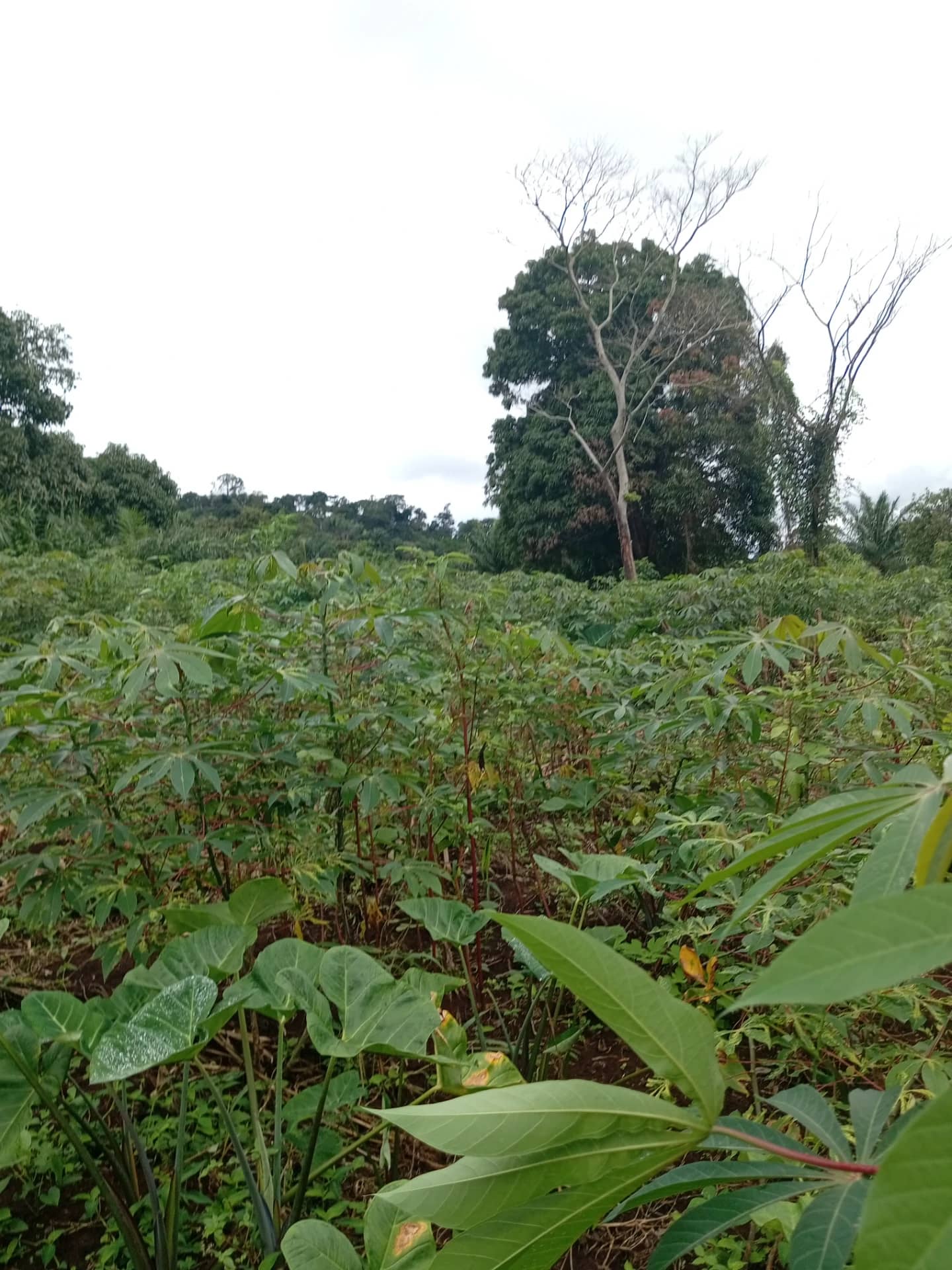 Plot of land to sell at Ezezang (3,356 meter square) — photo 3