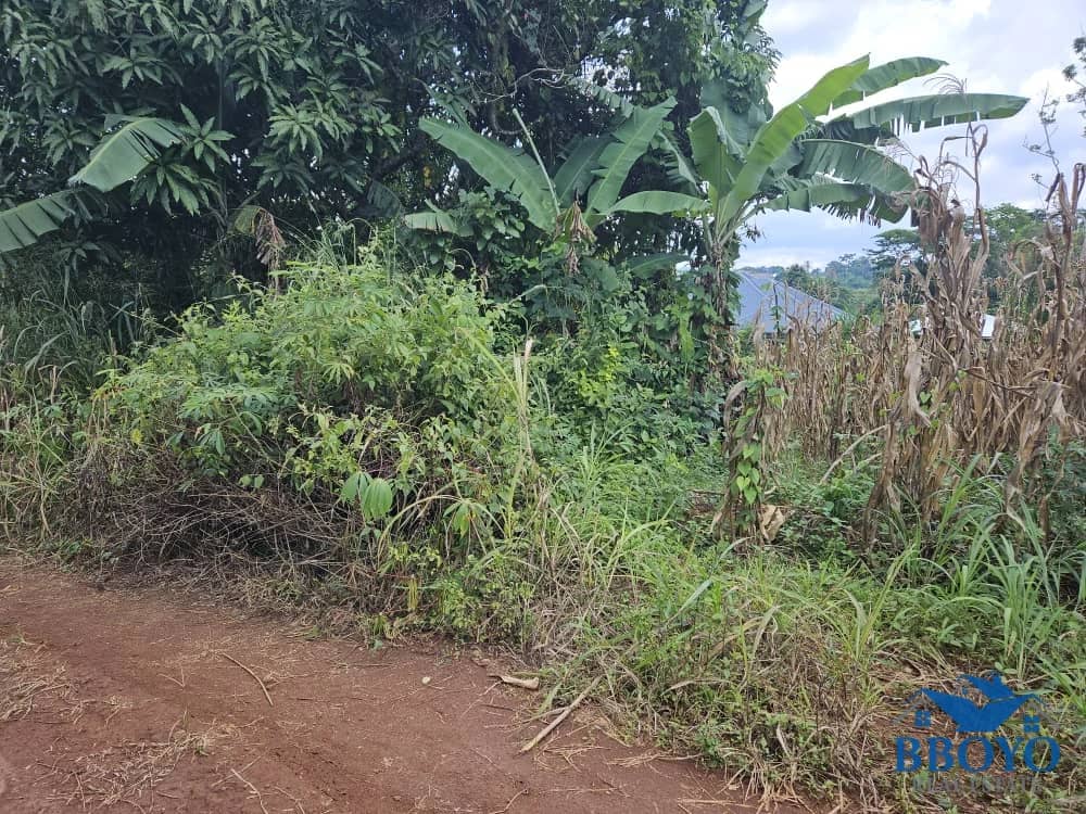 Plot area 500m2 — photo 4
