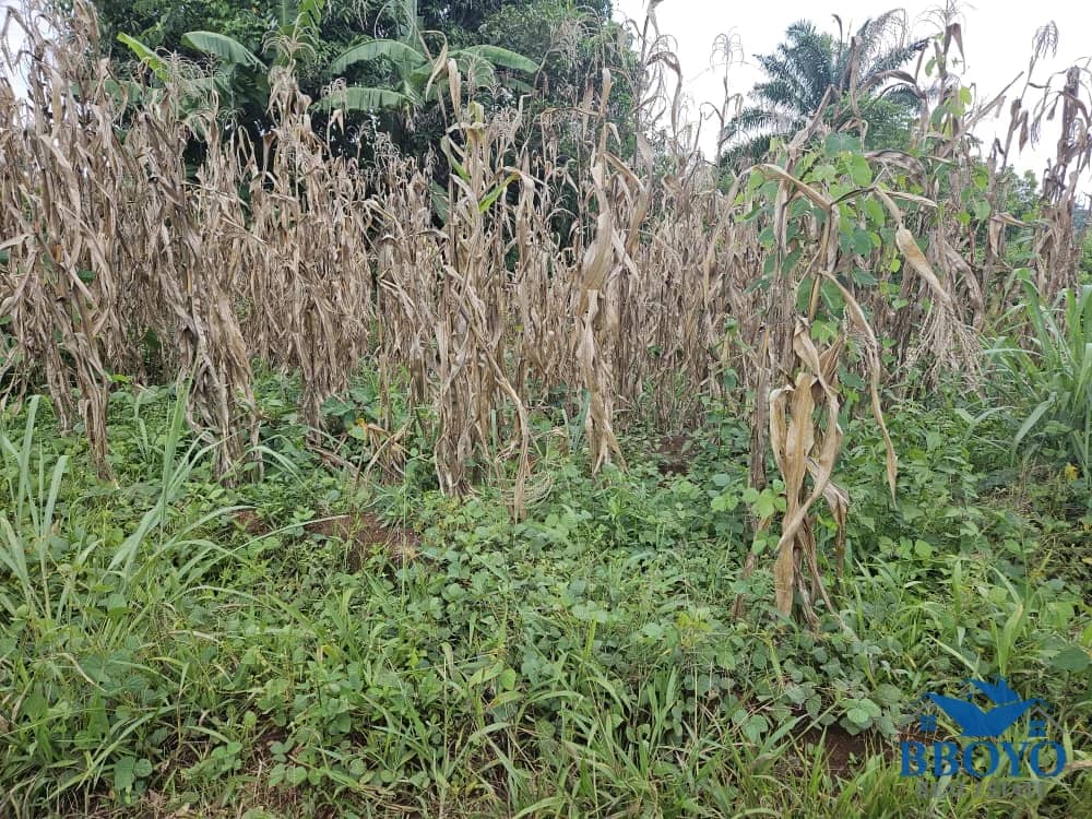 Plot area 500m2 — photo 2