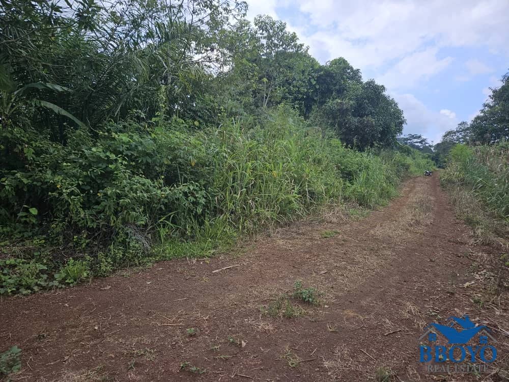 Plot area 500m2 — photo 7