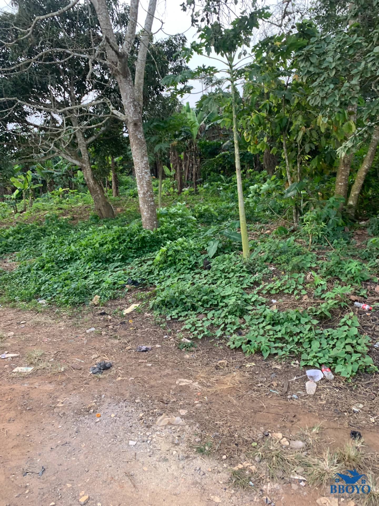 4 PLOTS OF LAND FOR SALE – MAMPONG AKUAPEM — photo 5