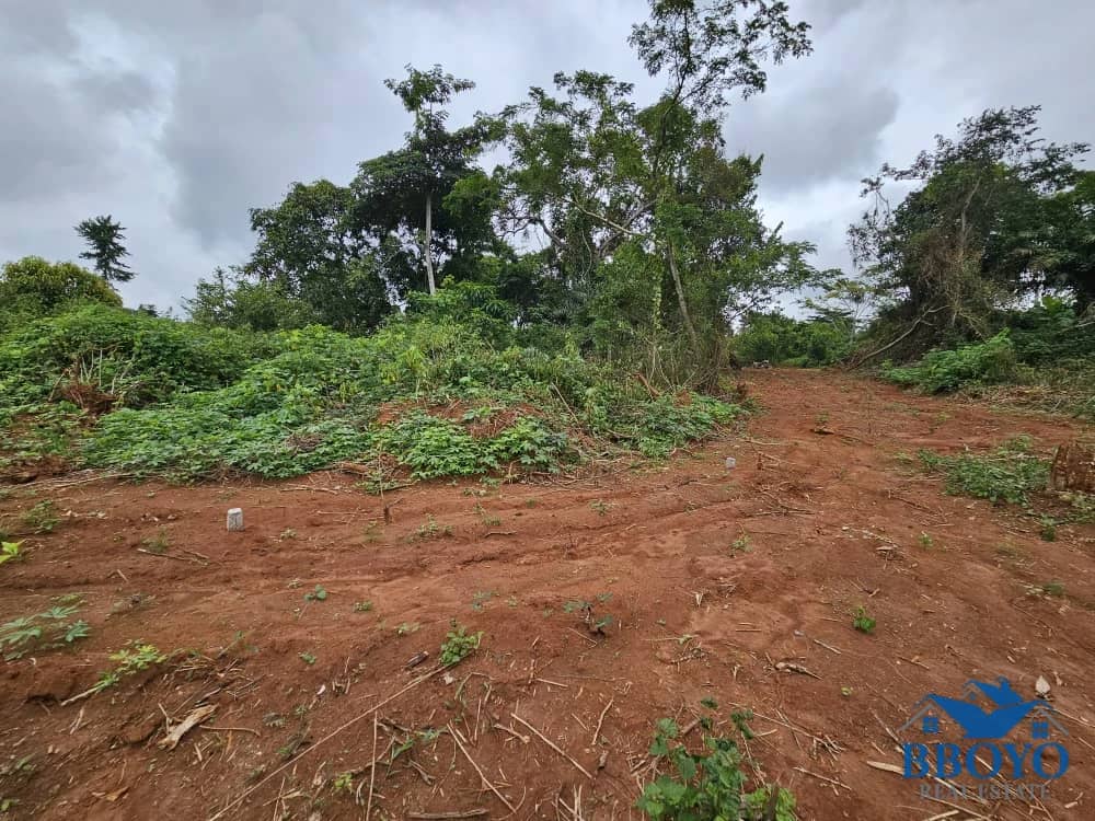 Accessible plot area at Nkomtou Yaounde 1000m2 — photo 4