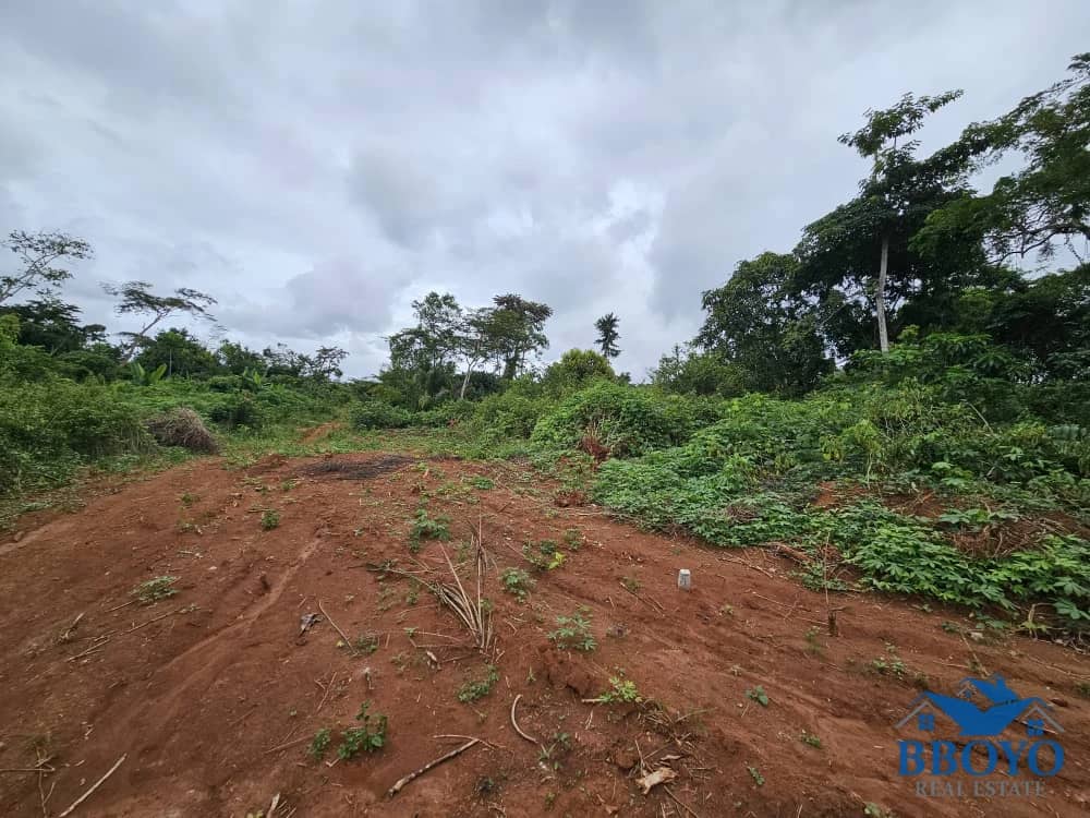 Accessible plot area at Nkomtou Yaounde 1000m2 — photo 6